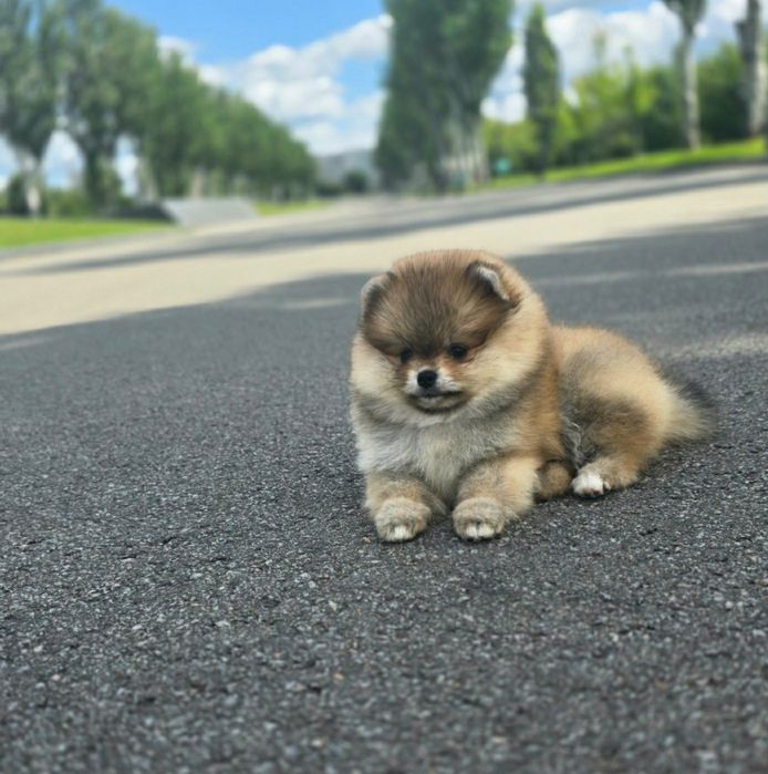 Шпицы С Документами