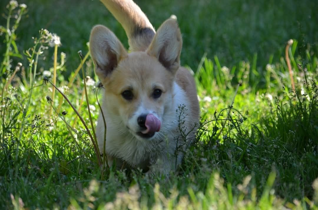 Szczenię Welsh Corgi Pembroke samiec