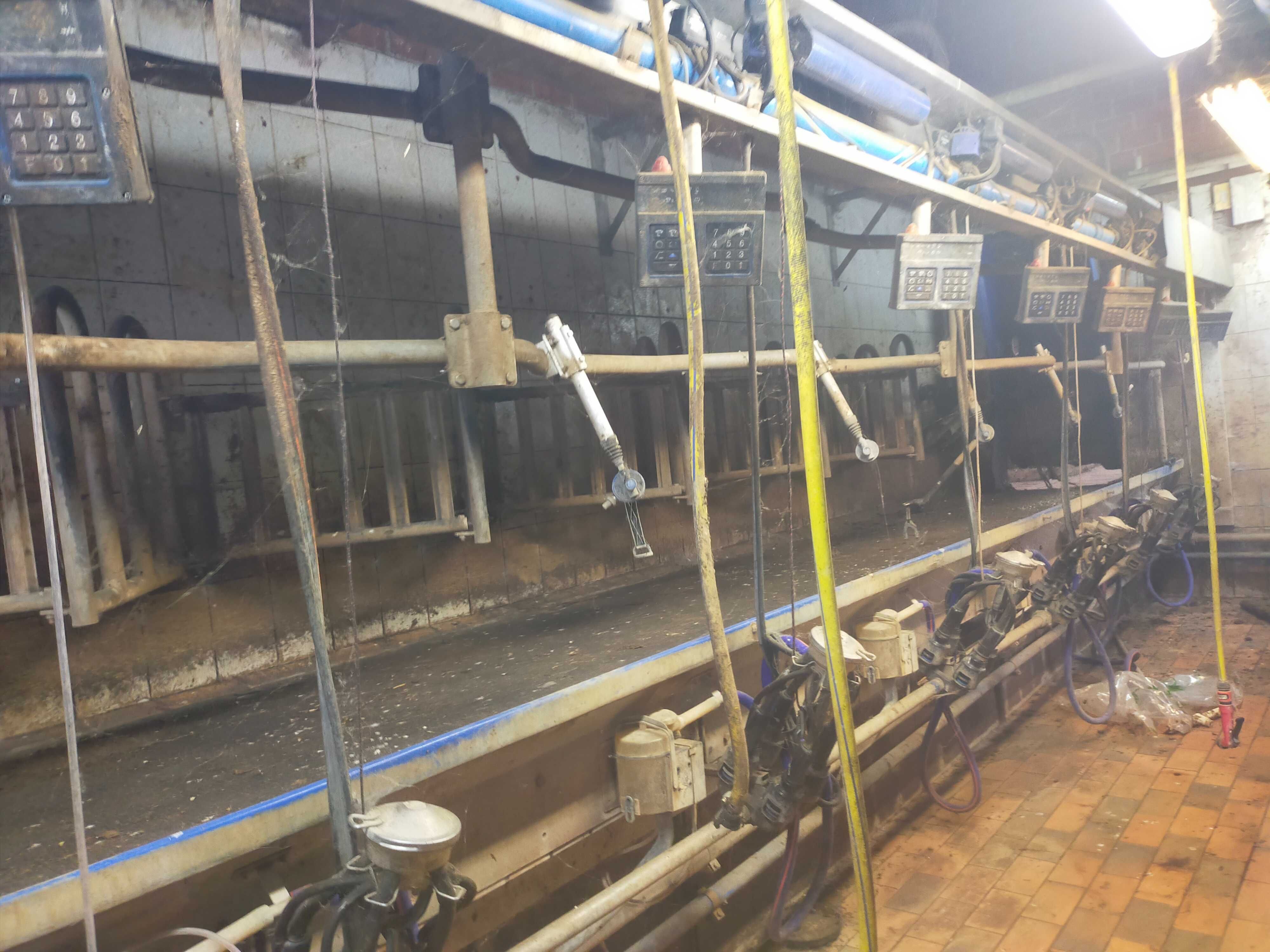 Hala udojowa Alfa Laval 2x7 z automatyką