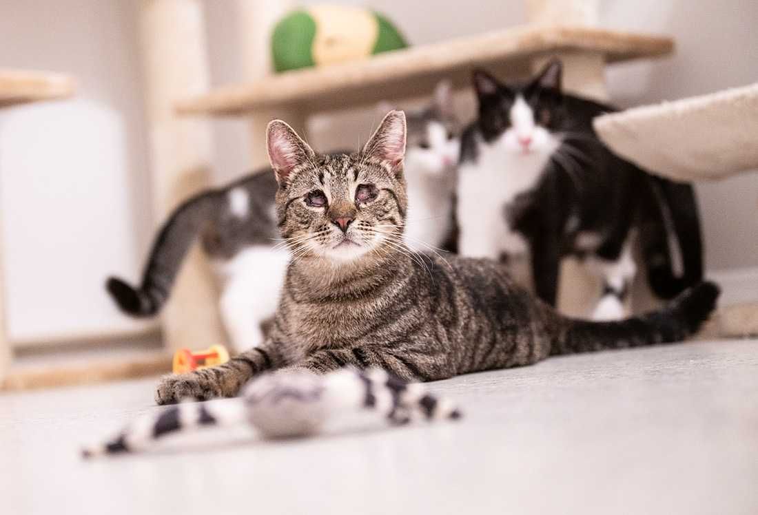 Kot do adopcji - TOBI, 1 rok (kot niewidomy)