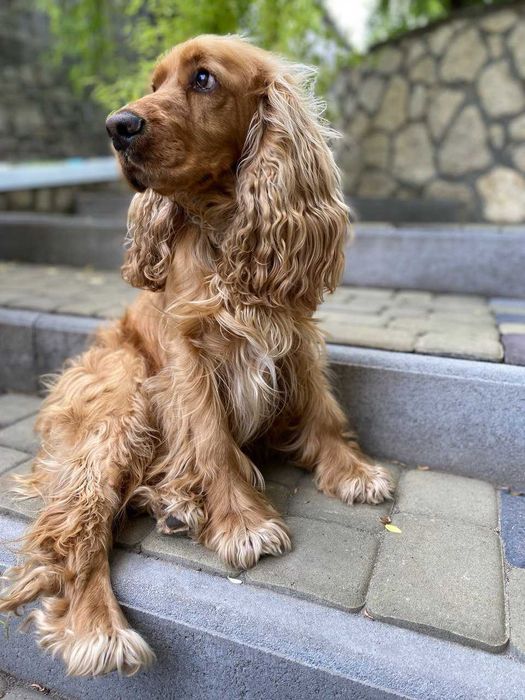 Кокер-спаніель пропонує послуги в’язки!