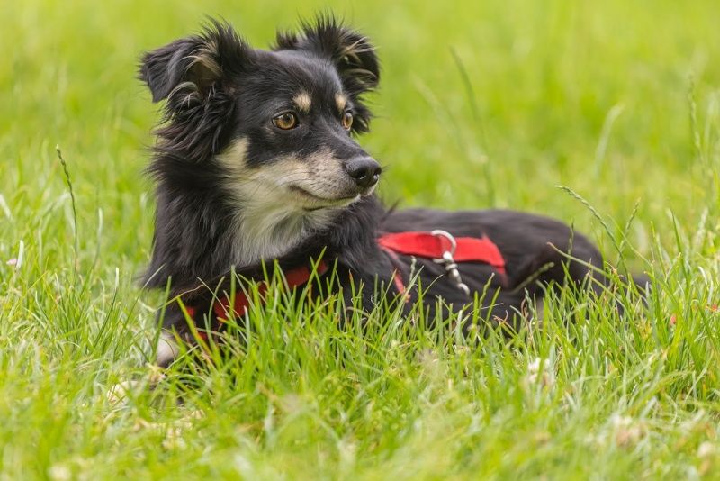 Kasztan do adopcji!