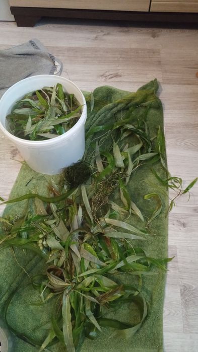 Sprzedam nadwyżkę roślin
