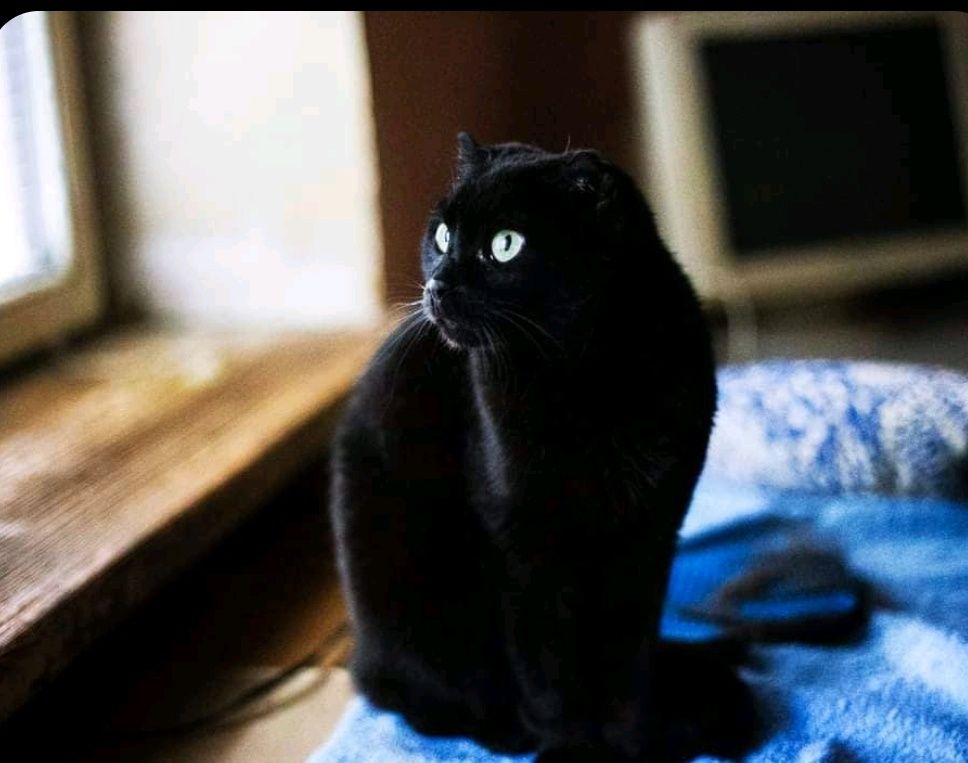 Отдам_ кошки_ коты_ Николь
