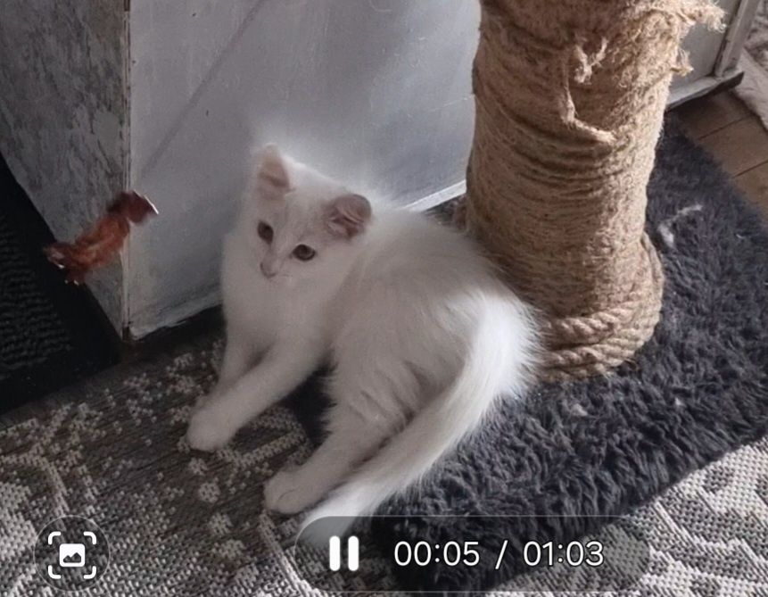 Отдам Котят Ангоры, в хорошие руки