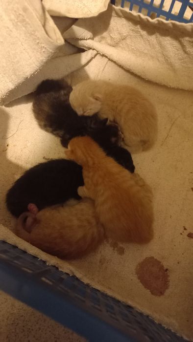 Віддам в добрі руки котика