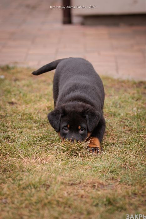 Цуценята Босерона від чемпіонів України, питомник