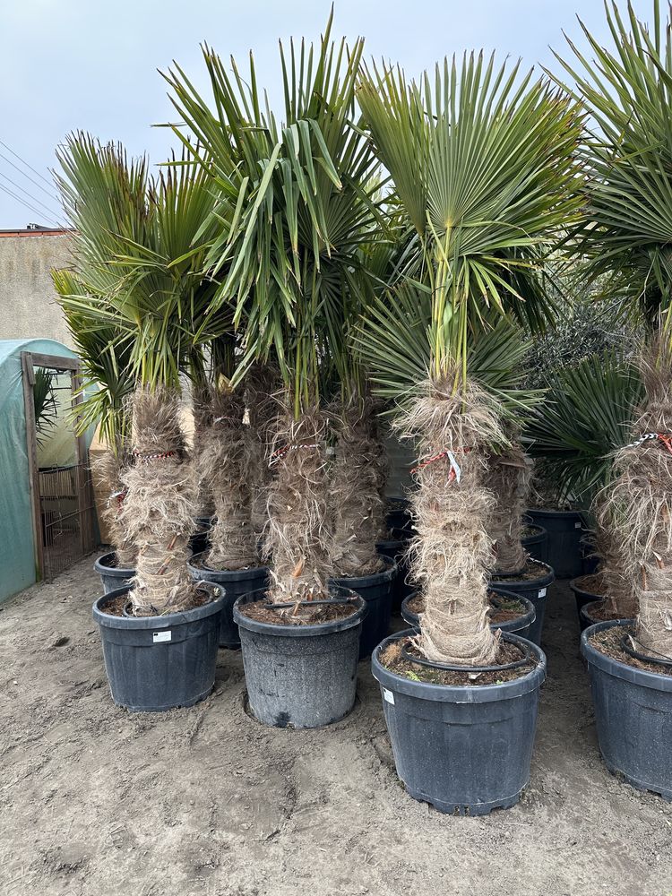 Trachycarpus fortunei wys. 100 cm