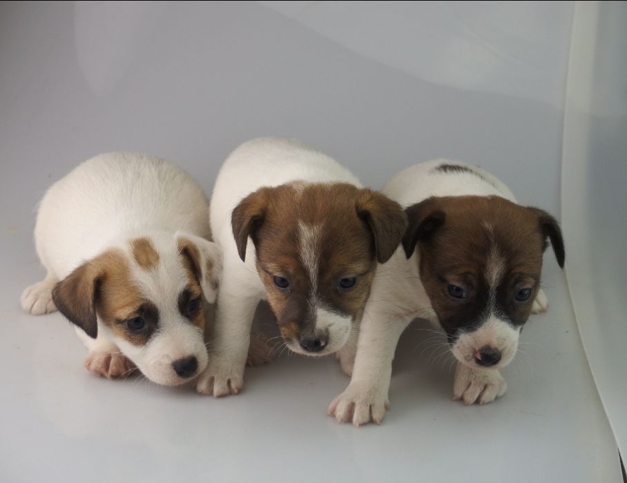 Jack Russell Terrier FCI SUCZKA