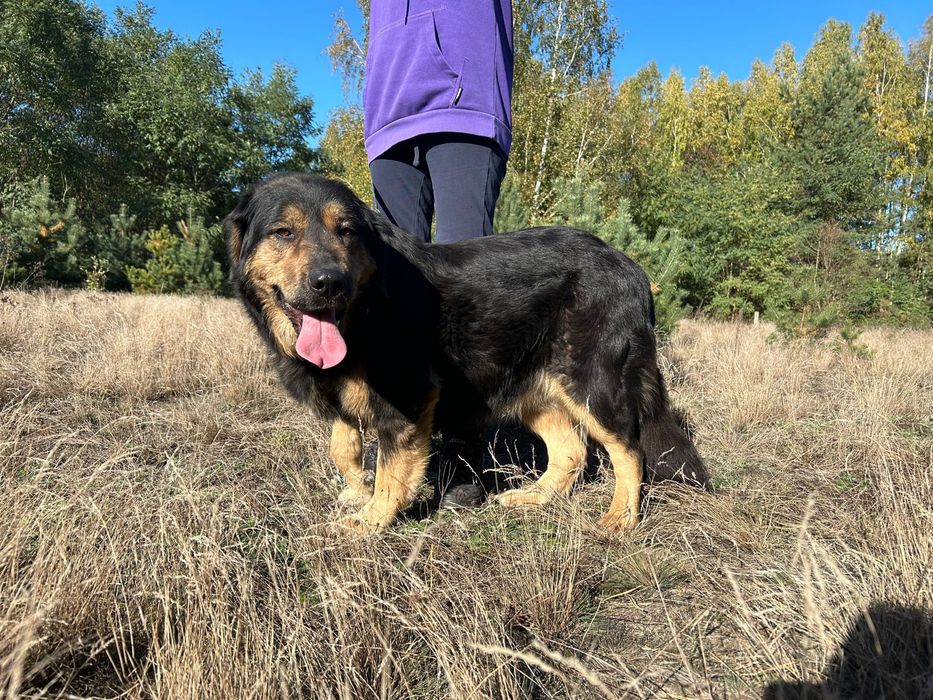 Klusię wyrzucono w lesie. Adoptuj, uratuj!