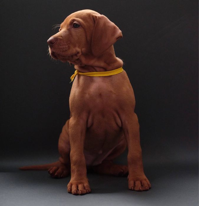 угорська вижла цуценята