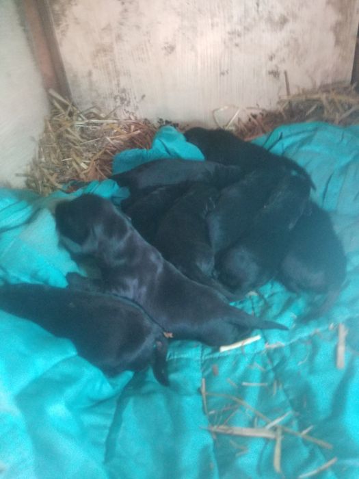 Продам  маленькі песиків лабрадорів