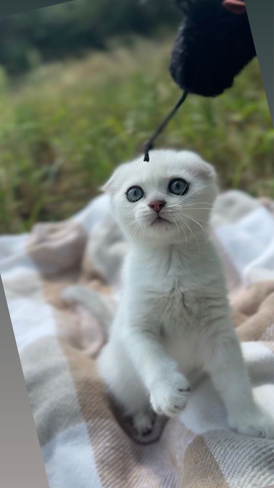 Котенята шотландці срібна шиншила скотіш кошенятка