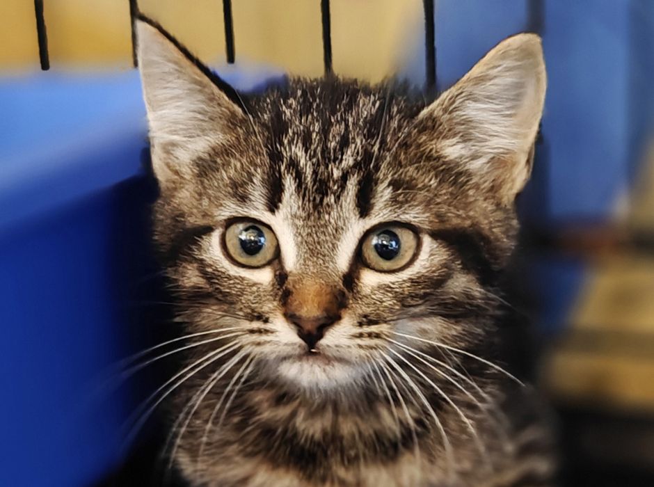 Табі кошеня Бося, 2 міс. Полосате кішечка, кішка.