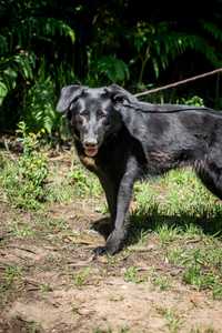 Cadela Labradora Para Adoção (Babá)