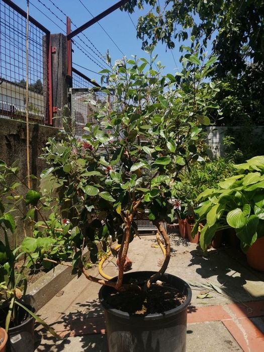 Planta da feijoa de vários tamanhos e valores