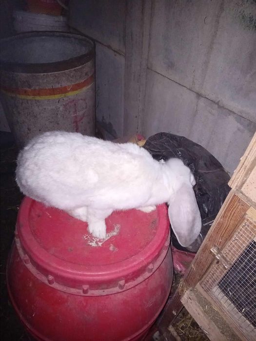 Sprzedam króliki barany francuskie