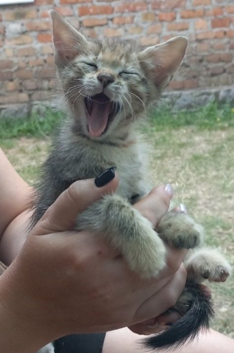 Отдам котят в хорошие руки