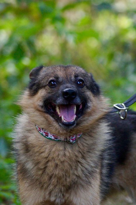 Kudłaty psiak szuka domu