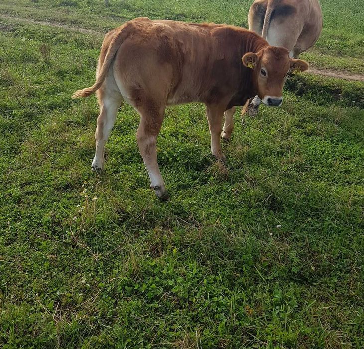 byk byki jałówka jałówki mięsne krzyżówki Charolais Limousin