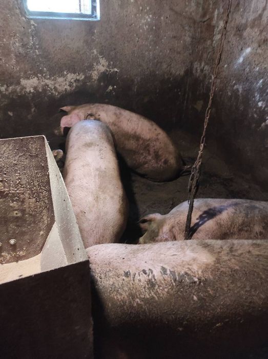 Свині живою вагою