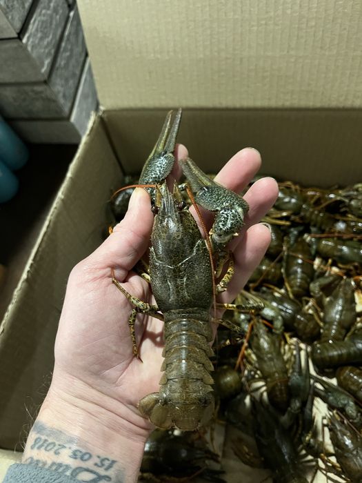 Продам живые раки