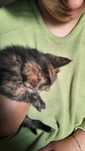 Tenho duas gatinhas e um gatinho é para adoaçao e não estão a venda