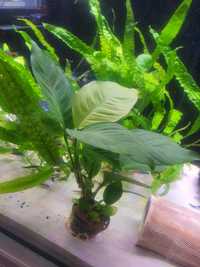 Anubias hastifolia