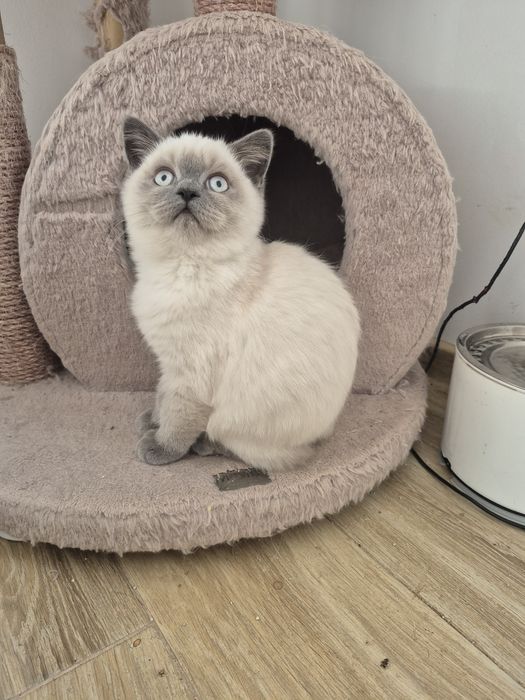 Ostatni Kot Brytyjski FPL point niebieski