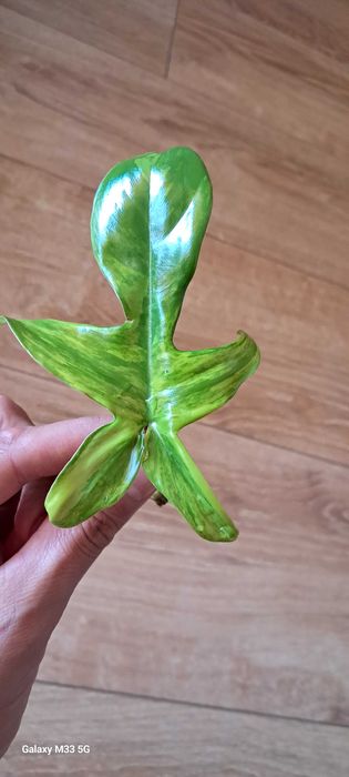 Philodendron Florida Beauty