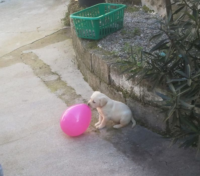 Labradora femea linda