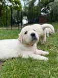 Golden Retriever FCI
