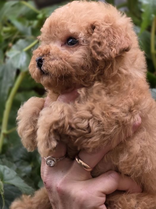 Pudel toy urocza suczka