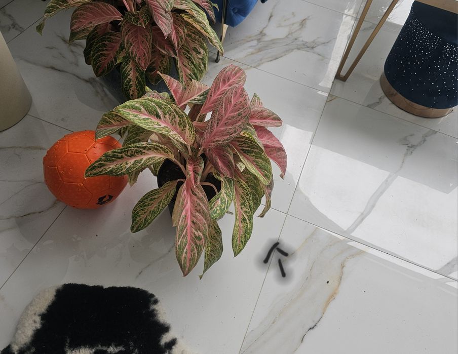 Aglaonema cocomelon kwiat