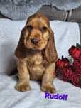 Cocker spaniel angielski - piesek złoty z czekoladowym noskiem