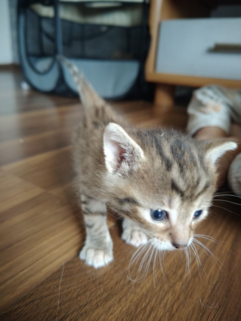Oddam 3 kociaki w dobre ręce koty