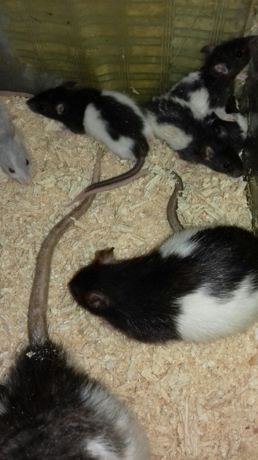 Ручные домашние крысята