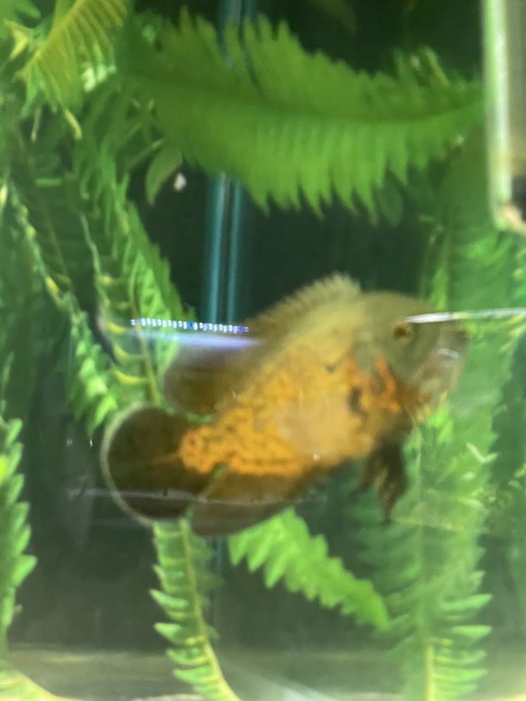 peixe  oscars troco  1 red tiger e 1 bronze 15cm
