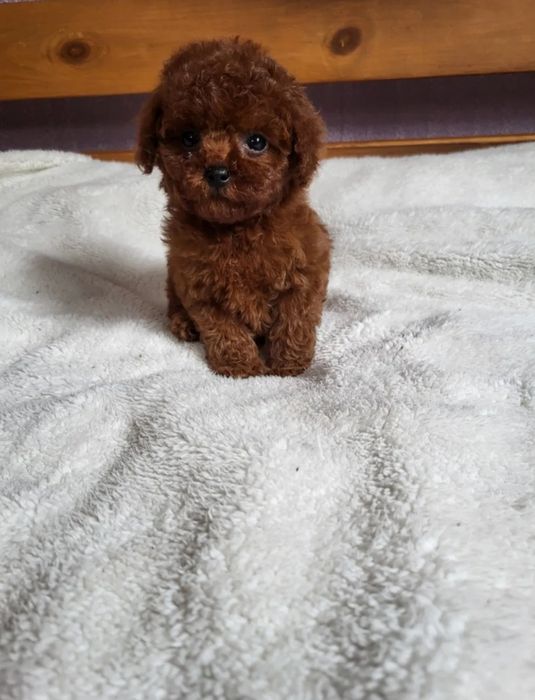 Ekskluzywna Dziewczynka  Pudel Toy Red Brown !