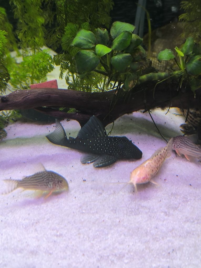 L128 Hypancistrus Sp Blue Phantom