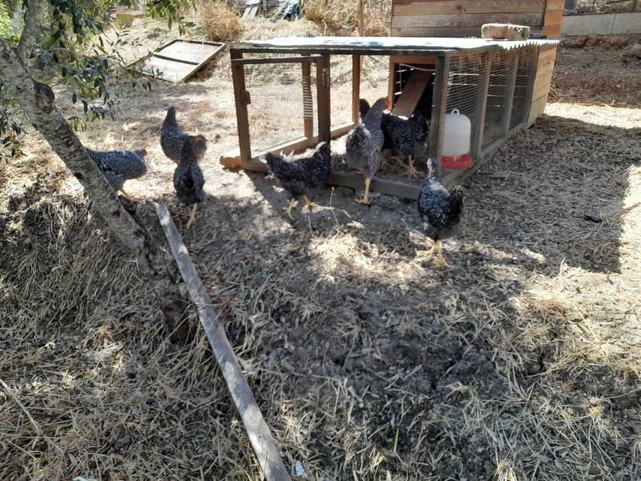 Galos Pedrês Portuguesa