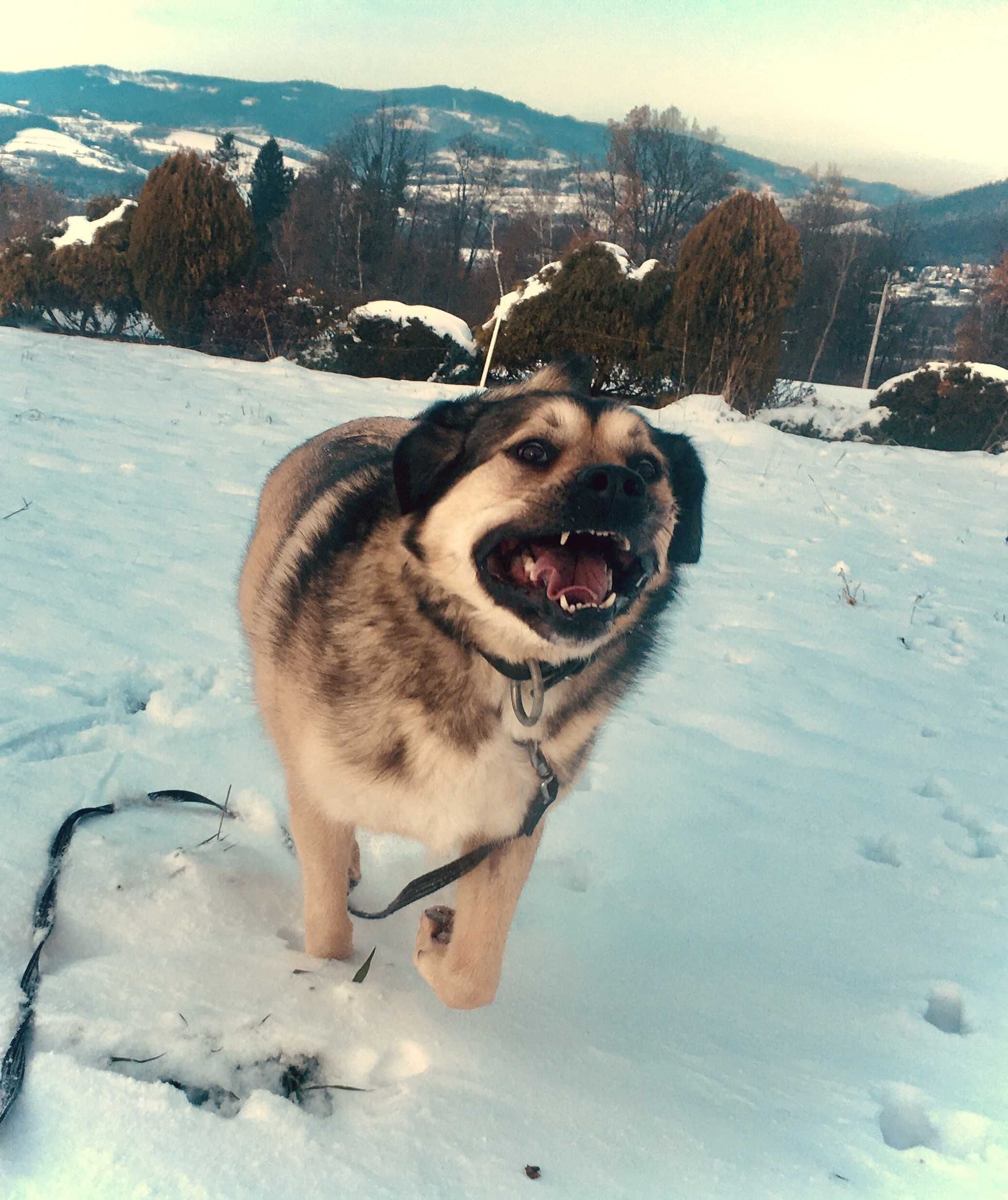 HOTEL DLA PSÓW/DOMOWY HOTELIK/Opiekun dla psa/dogsitter