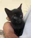 Gatinhos para adopção