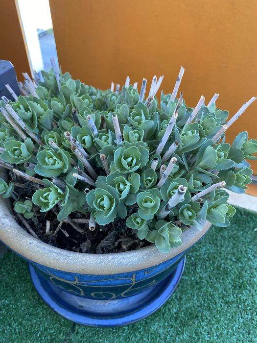 rozchodnik okazały  w donicy