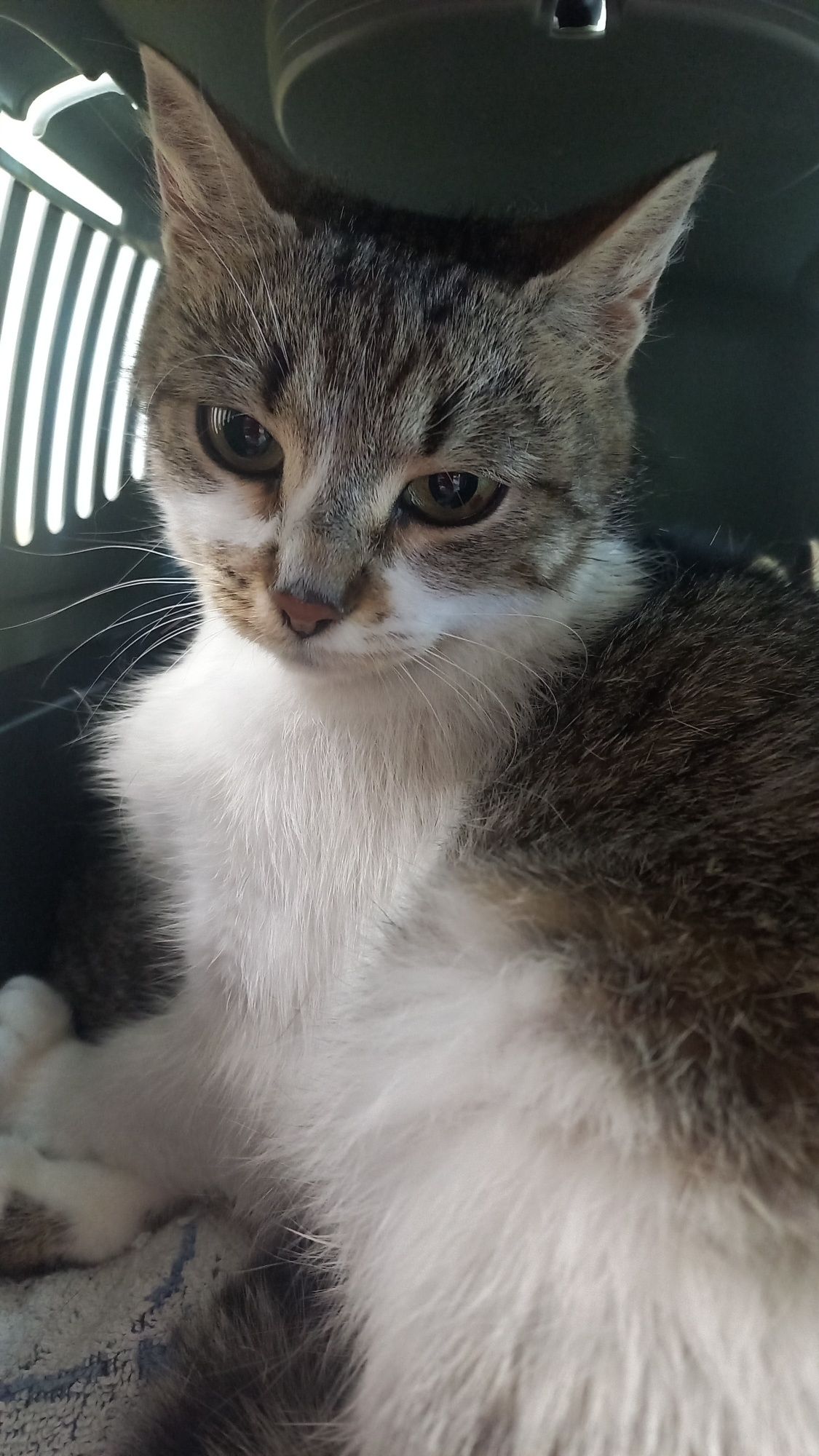 Przepiękna mamunia do adopcji