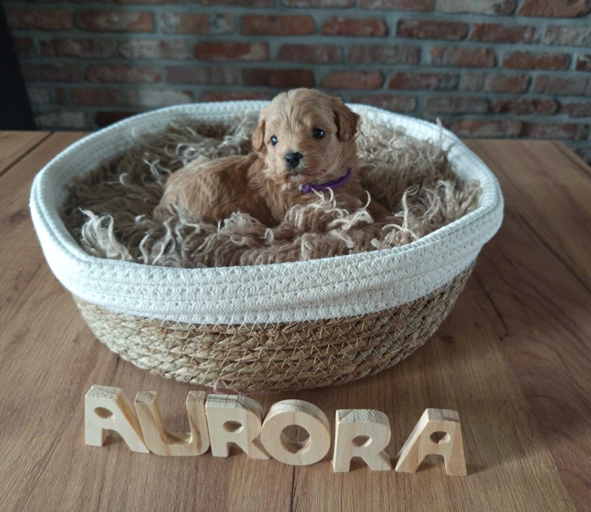 Maltipoo F1 Aurora zarezerwowana