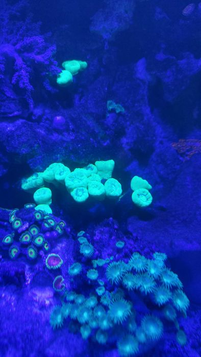 Aquael Leddy Slim DUO 10W - nowa