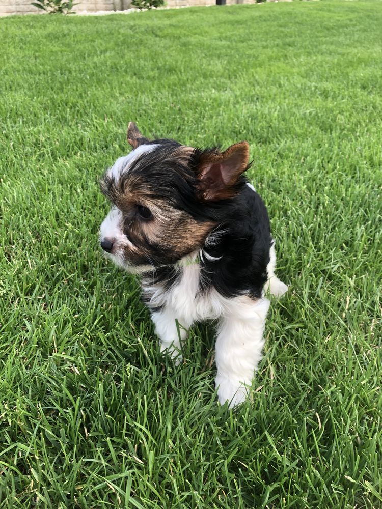 Yorkshire Terrier Biewer