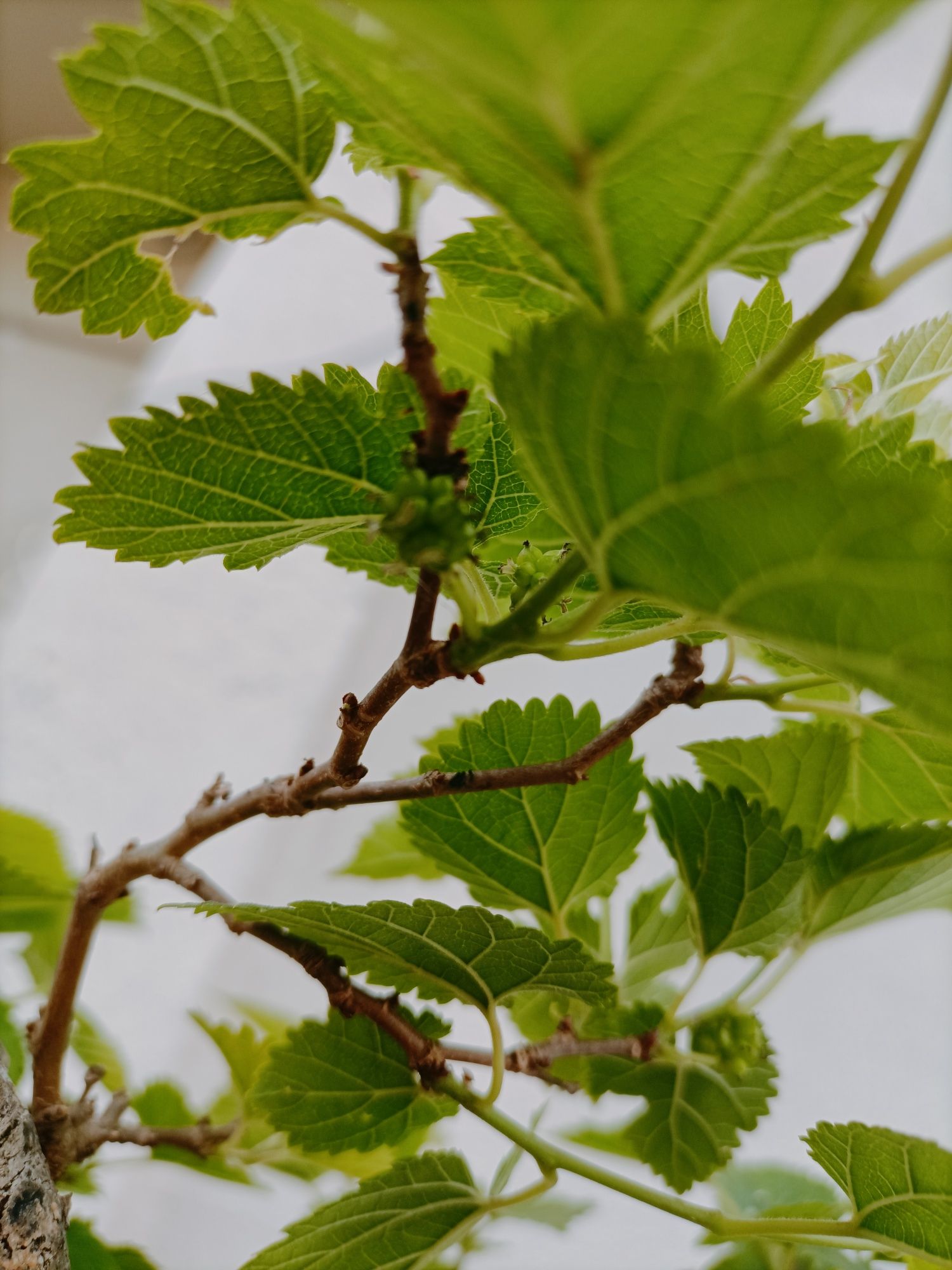 Amoreira pré Bonsai