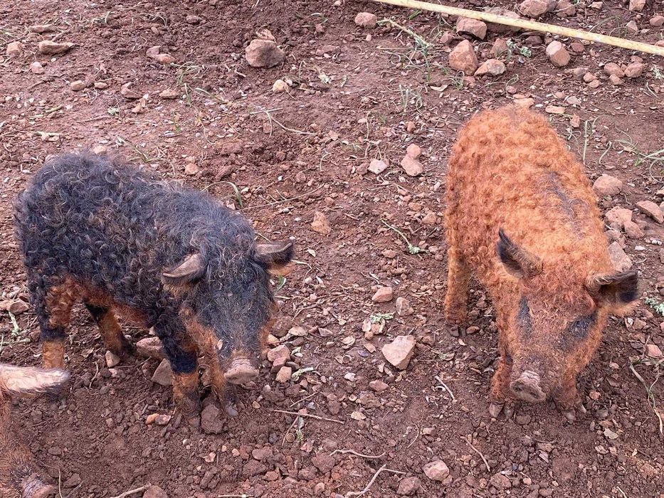 Porcos raça Mangalitsa o porco ovelha